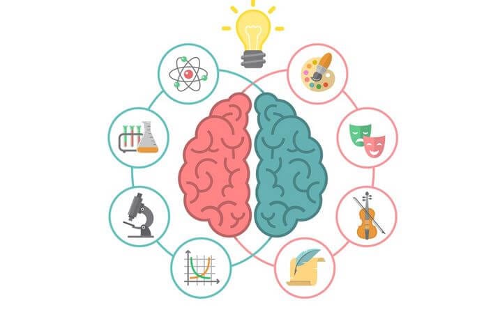 Možgani Leva In Desna Polovica